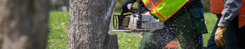 Man cutting a tree down with a chainsaw