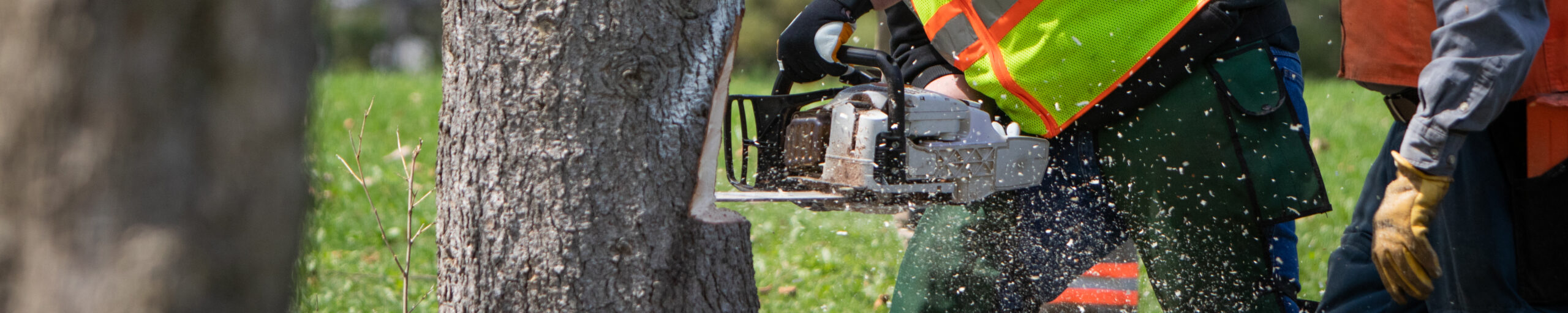 Man cutting a tree down with a chainsaw